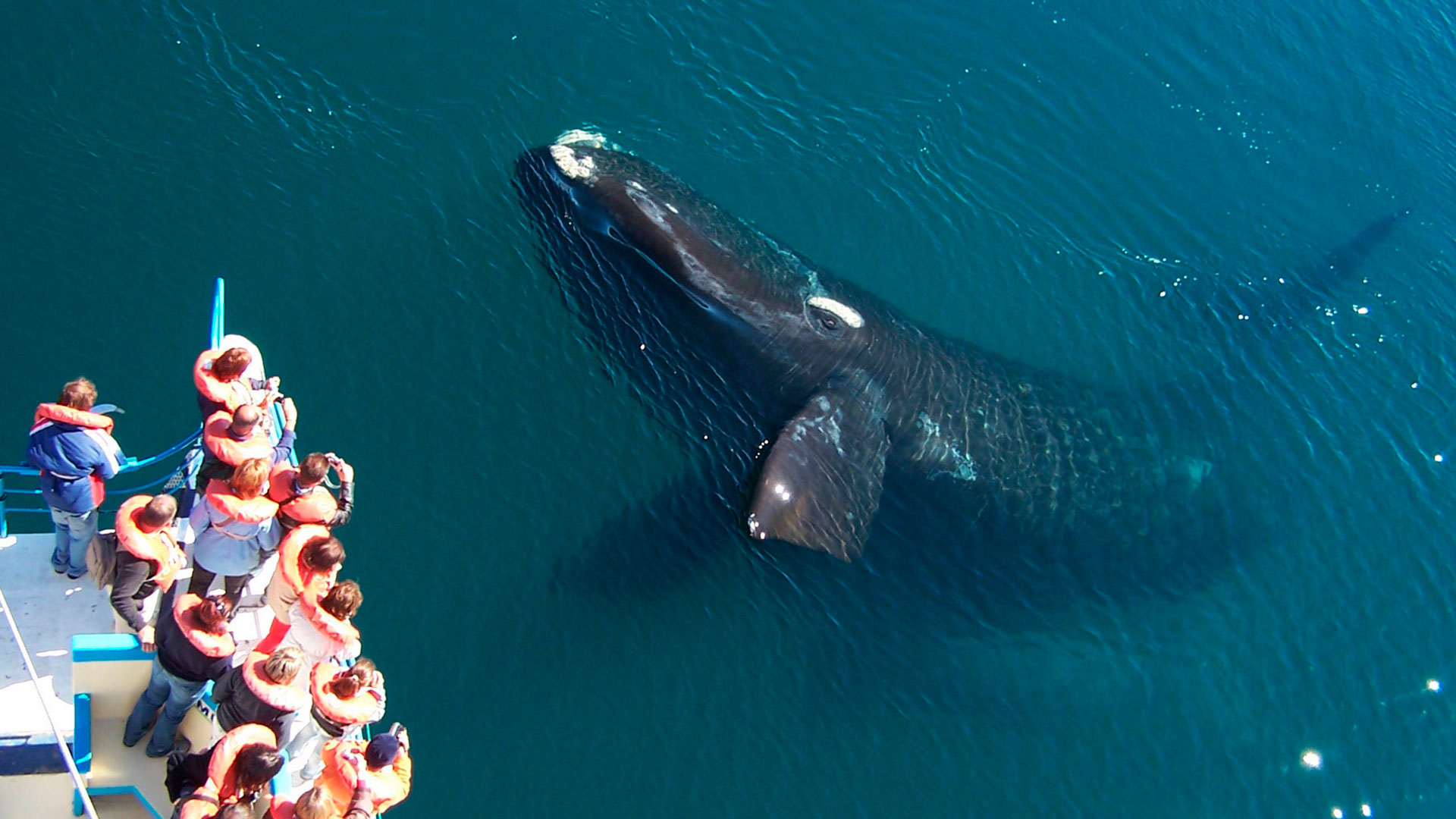 Puerto Madryn Avistaje de Ballenas